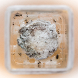 'MANGEL' 2016 - Detail
